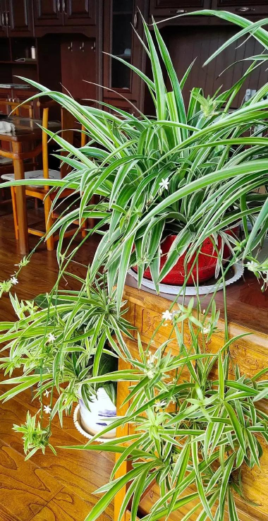 小众送妈妈的花有哪些花