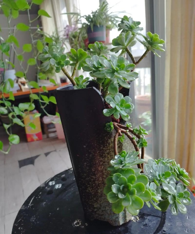 小众送妈妈的花有哪些花