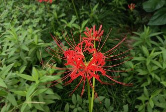 小众送妈妈的花有哪些花