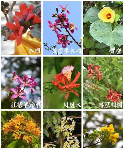 小众送妈妈的花有哪些花