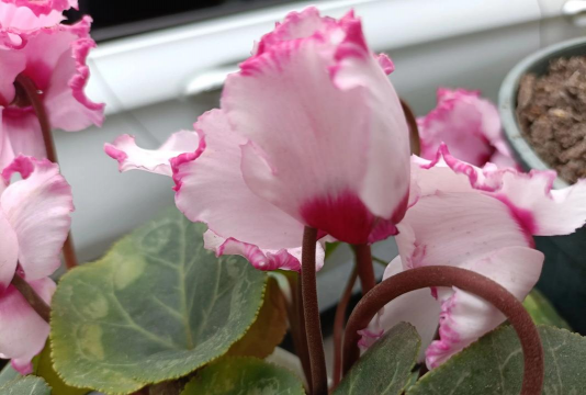 小众送妈妈的花有哪些花