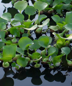 十种浮水植物