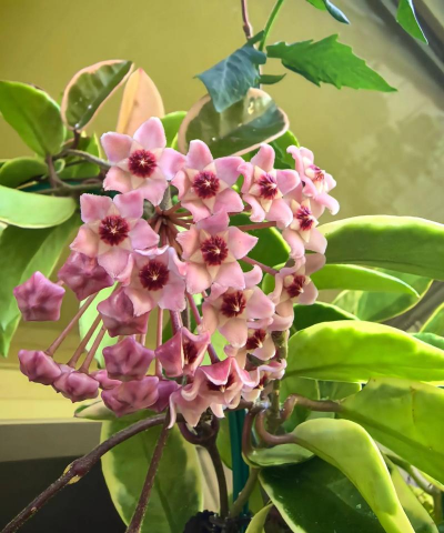 小众送妈妈的花有哪些花