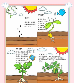 小众送妈妈的花有哪些花