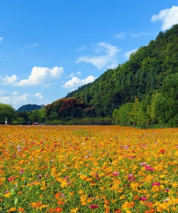 小众送妈妈的花有哪些花