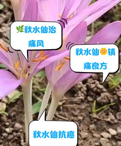 秋水仙有什么作用和价值