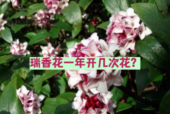 小众送妈妈的花有哪些花