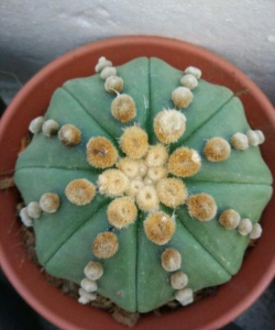 小众送妈妈的花有哪些花