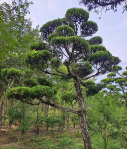 北方既耐寒又名贵树种