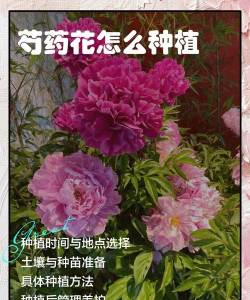 小众送妈妈的花有哪些花