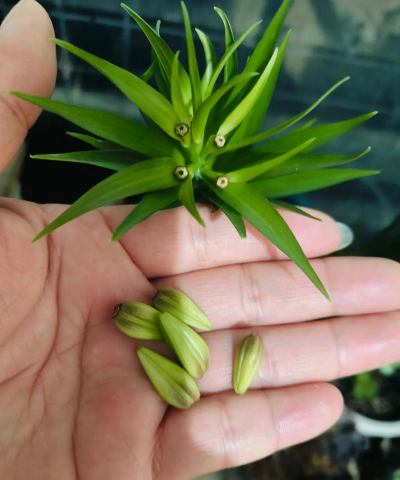 小众送妈妈的花有哪些花