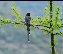小众送妈妈的花有哪些花