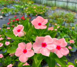 小众送妈妈的花有哪些花