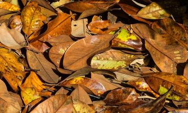 小众送妈妈的花有哪些花