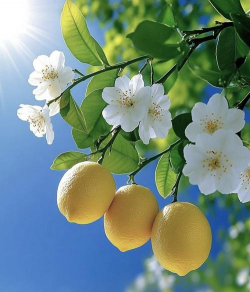 小众送妈妈的花有哪些花