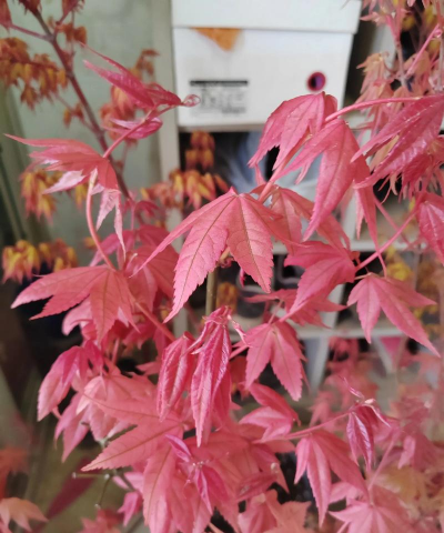 小众送妈妈的花有哪些花