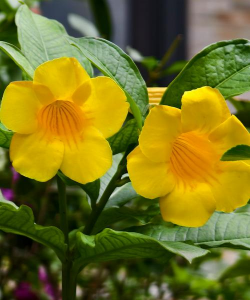 小众送妈妈的花有哪些花