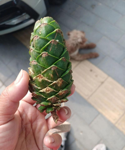 小众送妈妈的花有哪些花