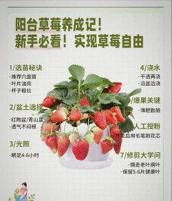 草莓怎么种植结得多