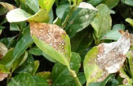 大叶黄杨枯萎病特效药