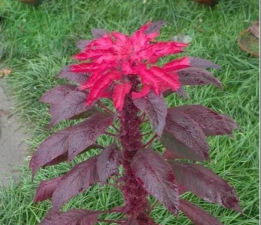 小众送妈妈的花有哪些花