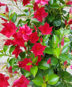 小众送妈妈的花有哪些花