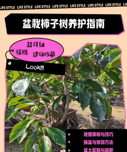 柿子树种植方法