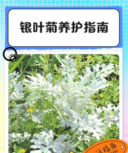 银叶菊怎么养