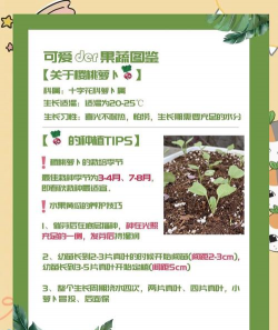 樱桃萝卜家里怎么种植