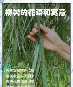 柳树象征和寓意