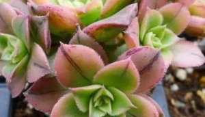 小众送妈妈的花有哪些花