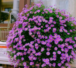 小众送妈妈的花有哪些花