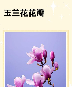 小众送妈妈的花有哪些花