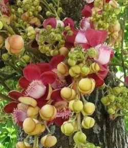 菩提树的花长什么样子