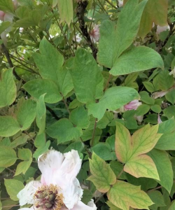 牡丹花的叶子长什么样