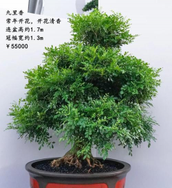 小众送妈妈的花有哪些花