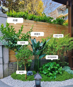 庭院种什么