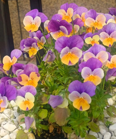 小众送妈妈的花有哪些花