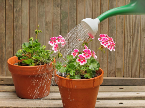 小众送妈妈的花有哪些花