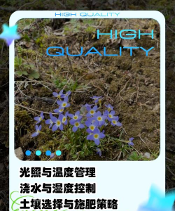 小众送妈妈的花有哪些花