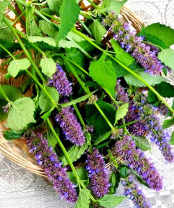 神香草的养殖方法