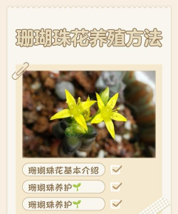 小众送妈妈的花有哪些花