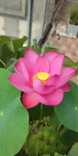 小众送妈妈的花有哪些花