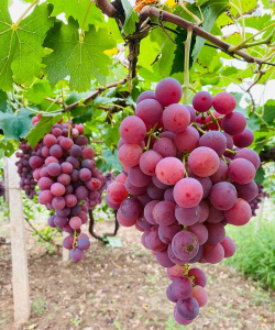 小众送妈妈的花有哪些花