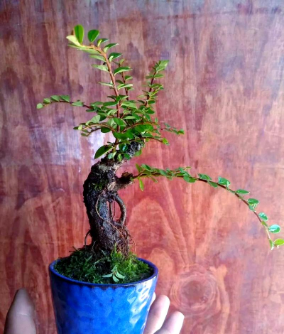 小众送妈妈的花有哪些花