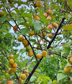 小众送妈妈的花有哪些花