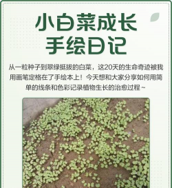 迷你小包菜怎么种植