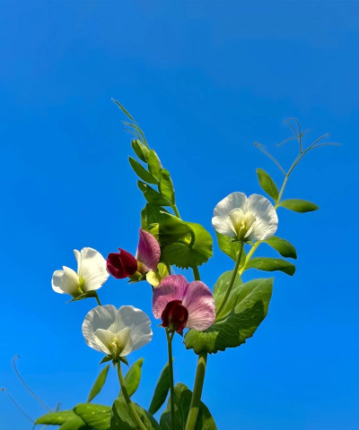 小众送妈妈的花有哪些花