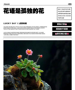 小众送妈妈的花有哪些花