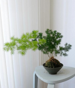 小众送妈妈的花有哪些花